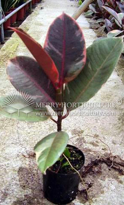 Ficus elastica ruby